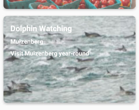 dolphins_activities